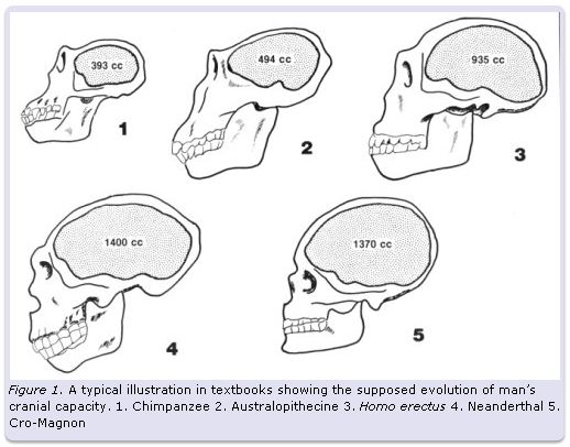 Rampage 1-19-14 LAM ape skulls